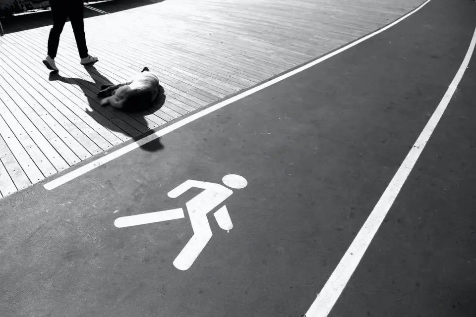 Dog on a ramp