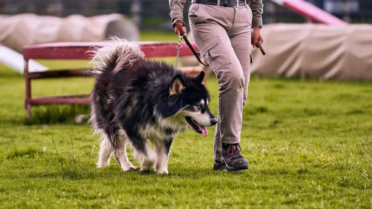 Dog on a ramp