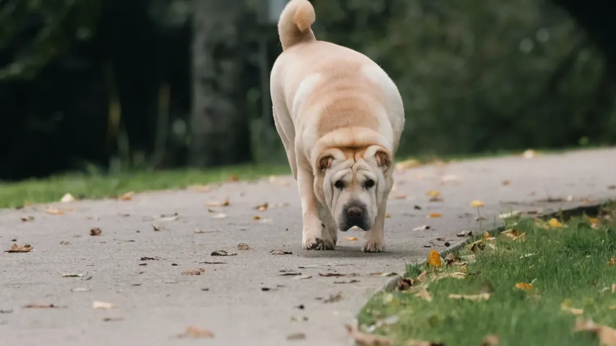 Dog on a ramp