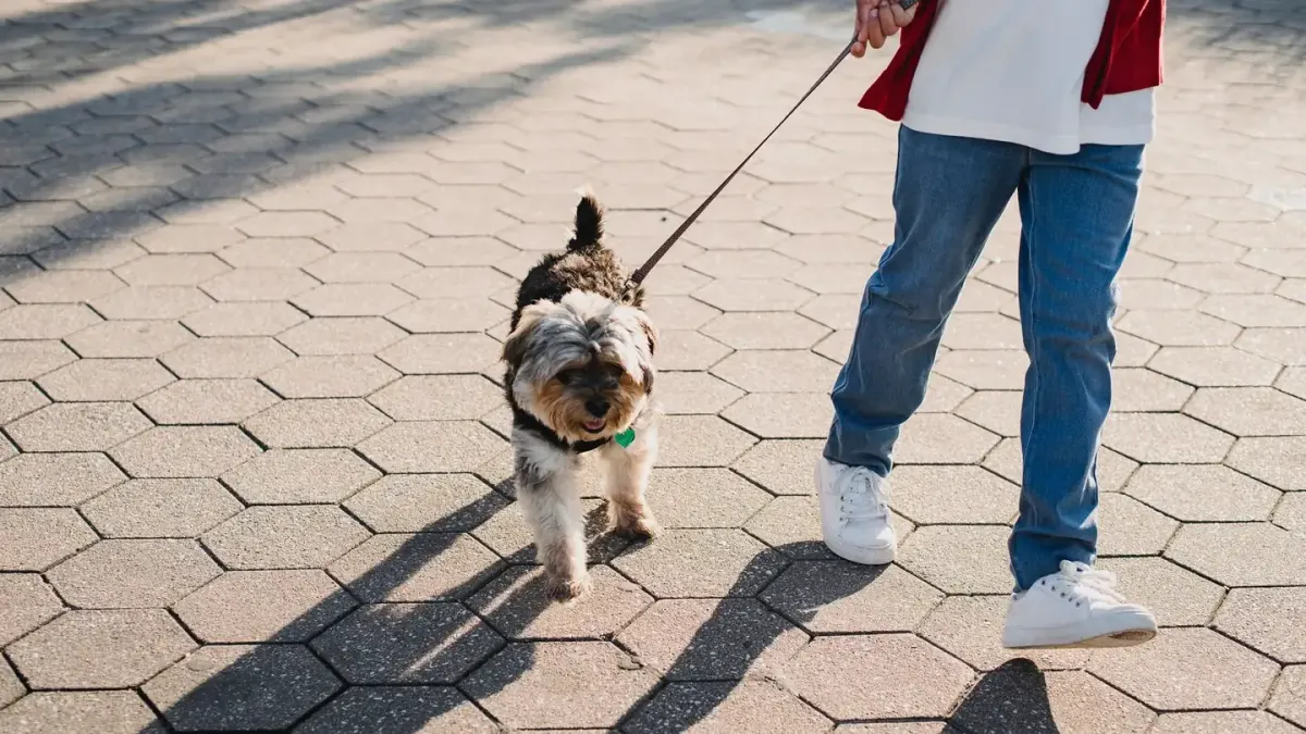 Dog on a ramp