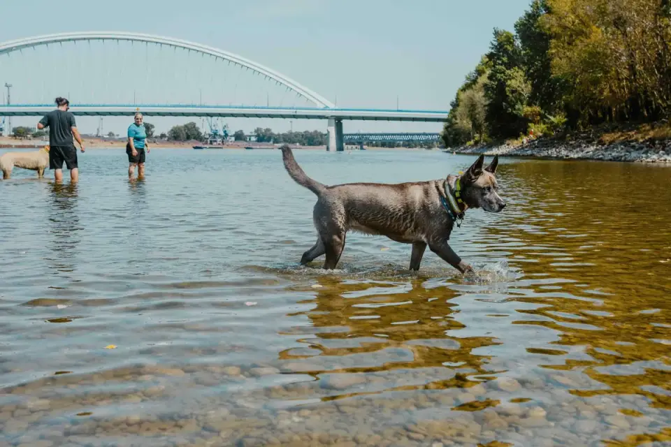 Dog on a ramp