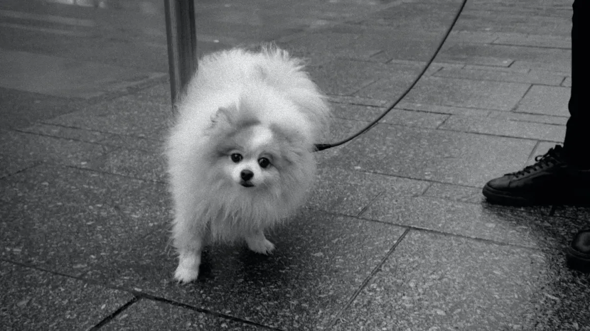 Dog on a ramp
