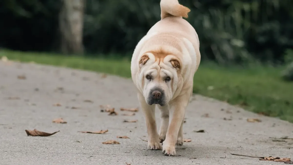 Dog on a ramp