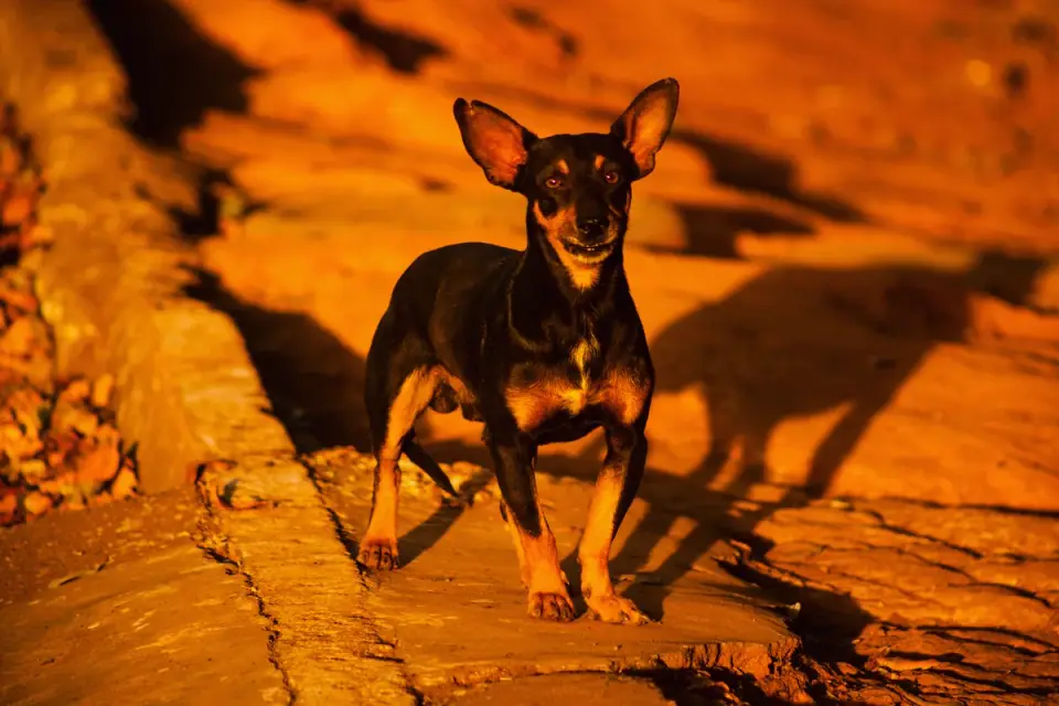 Dog on a ramp