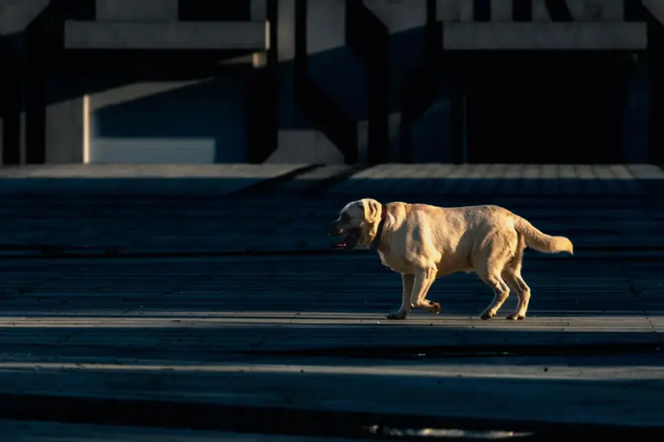 Dog on a ramp