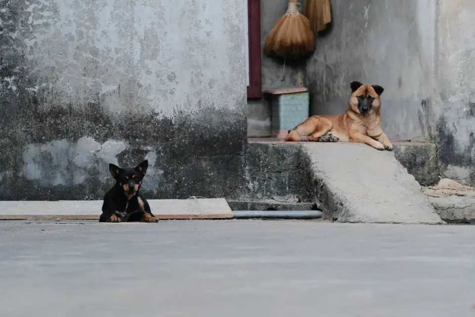 Dog on a ramp