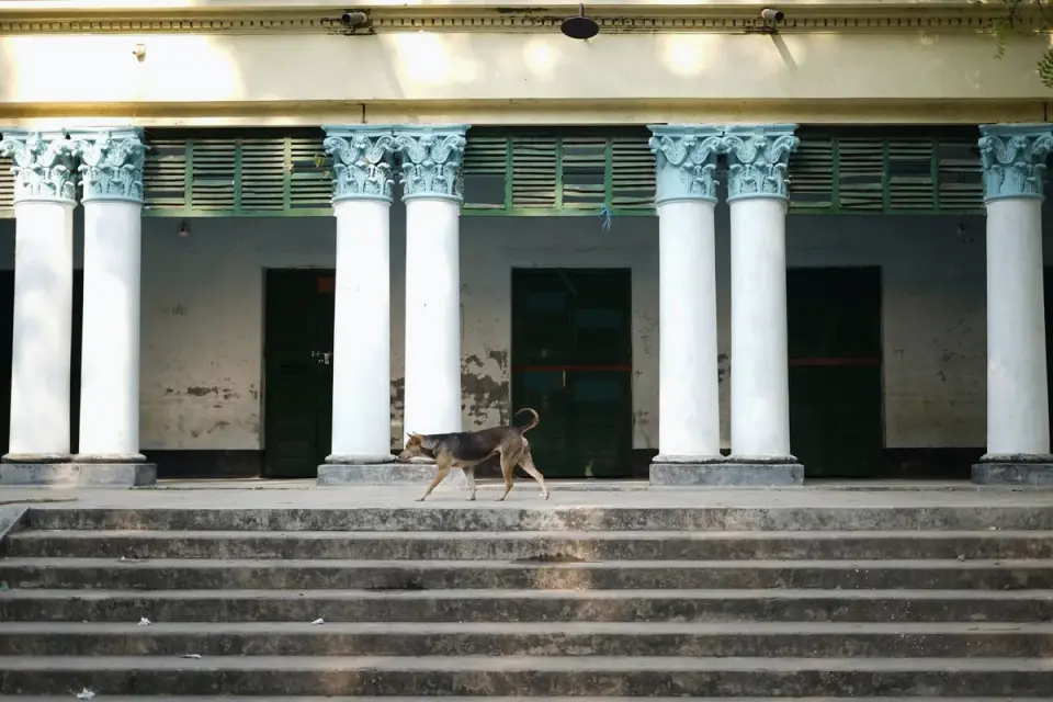 Dog on a ramp