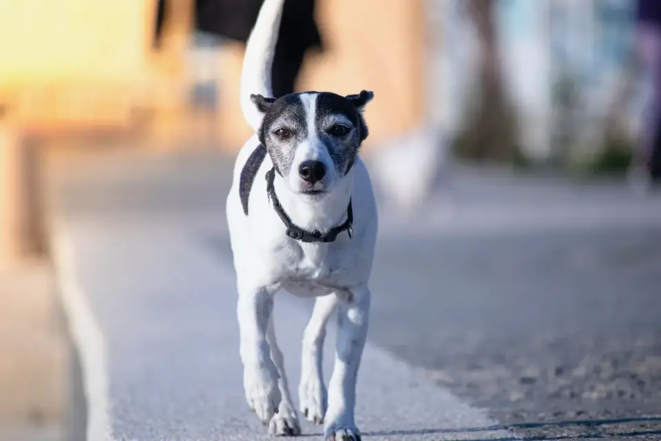 Dog on a ramp