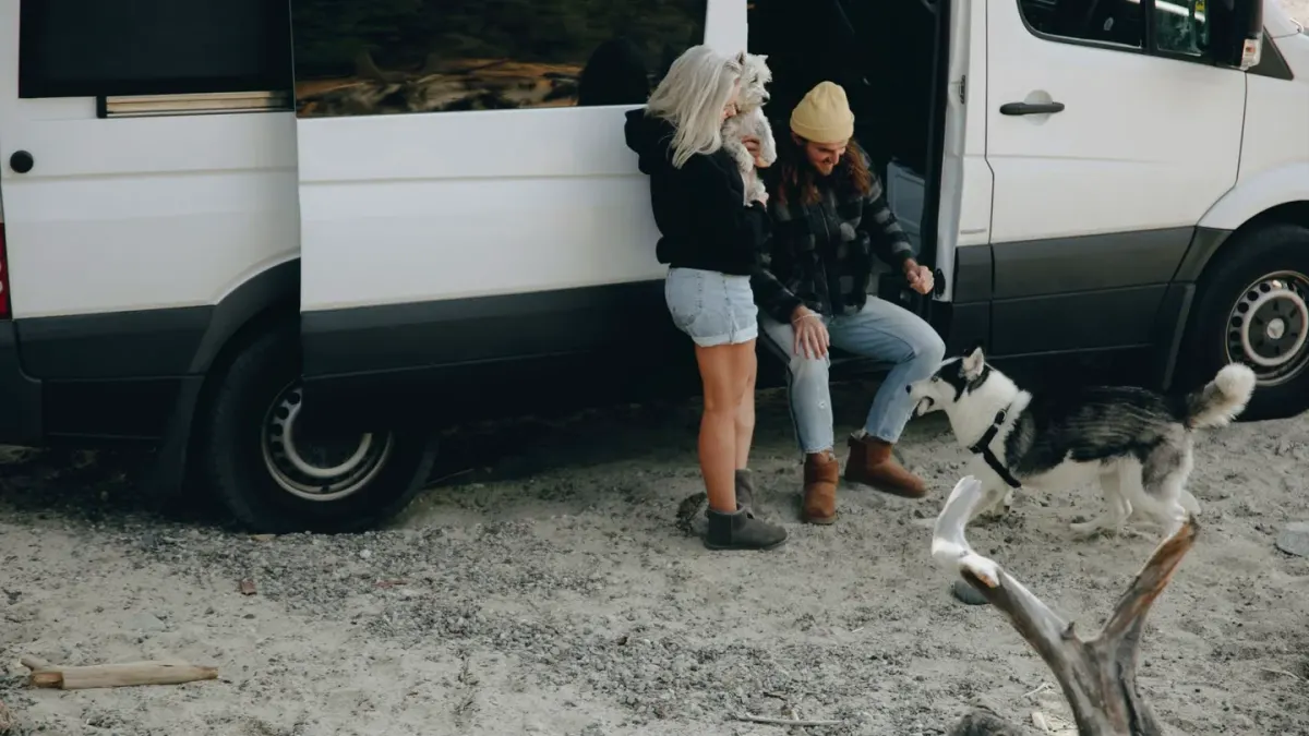 Dog on a road trip