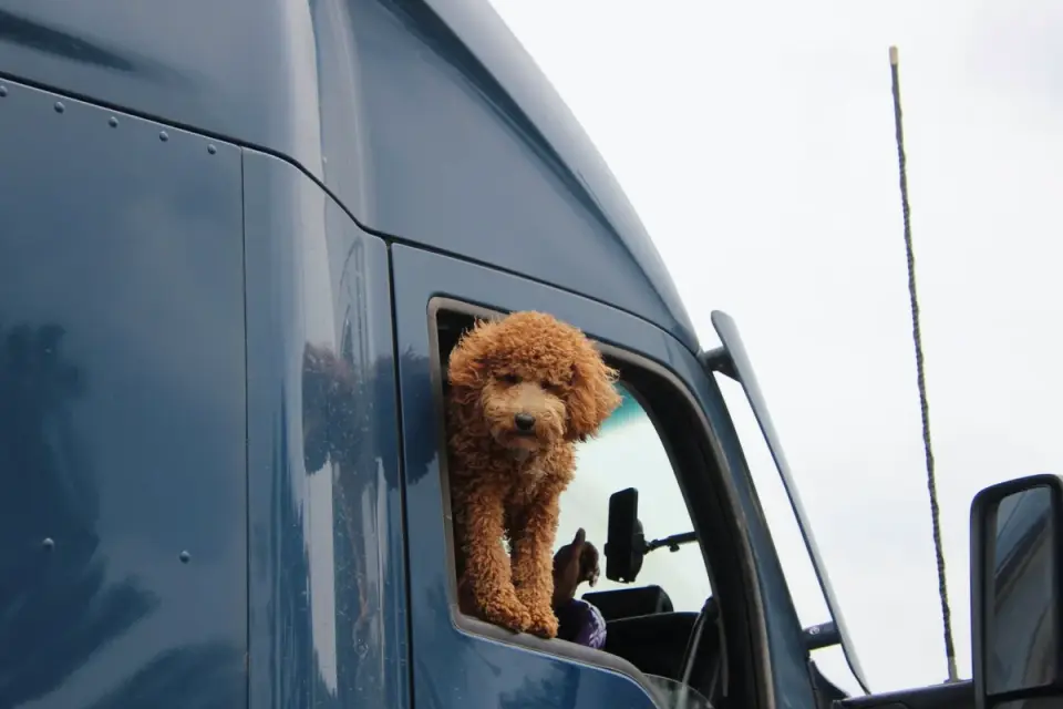 Dog on a road trip