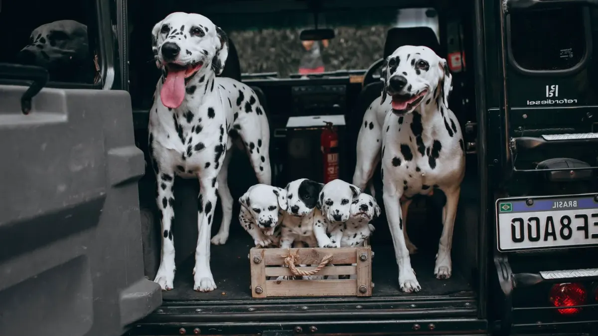Dog on a road trip