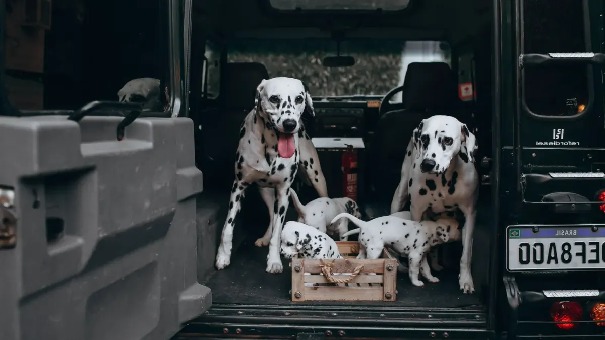 Dog on a road trip