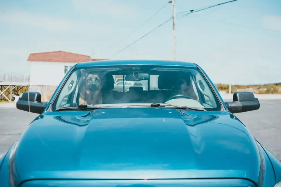 Dog on a road trip