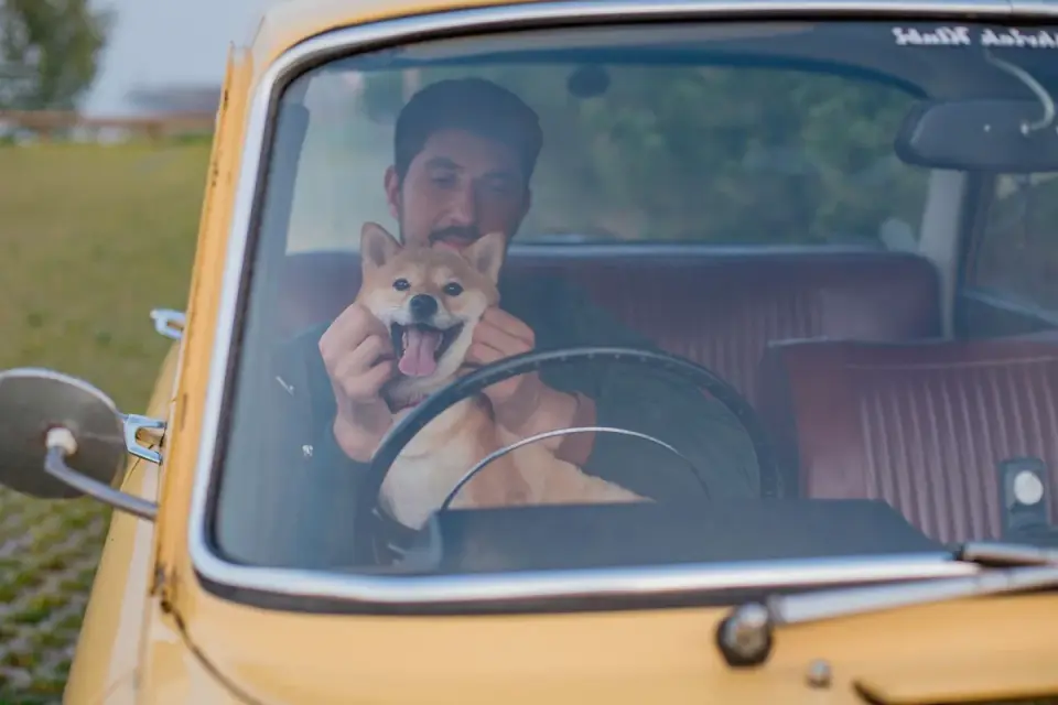 Dog on a road trip