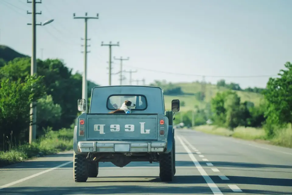 Dog on a road trip