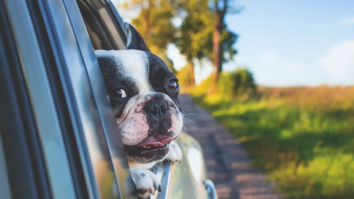 Dog on a road trip