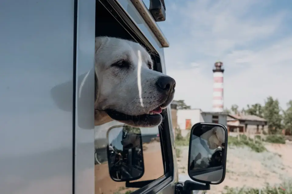 Dog on a road trip