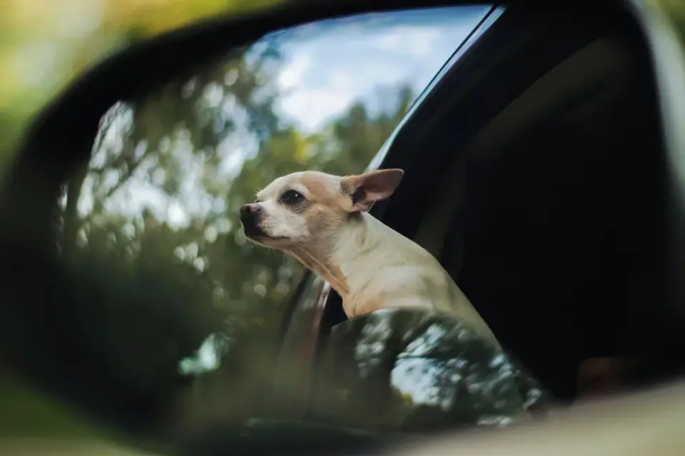 Dog on a road trip