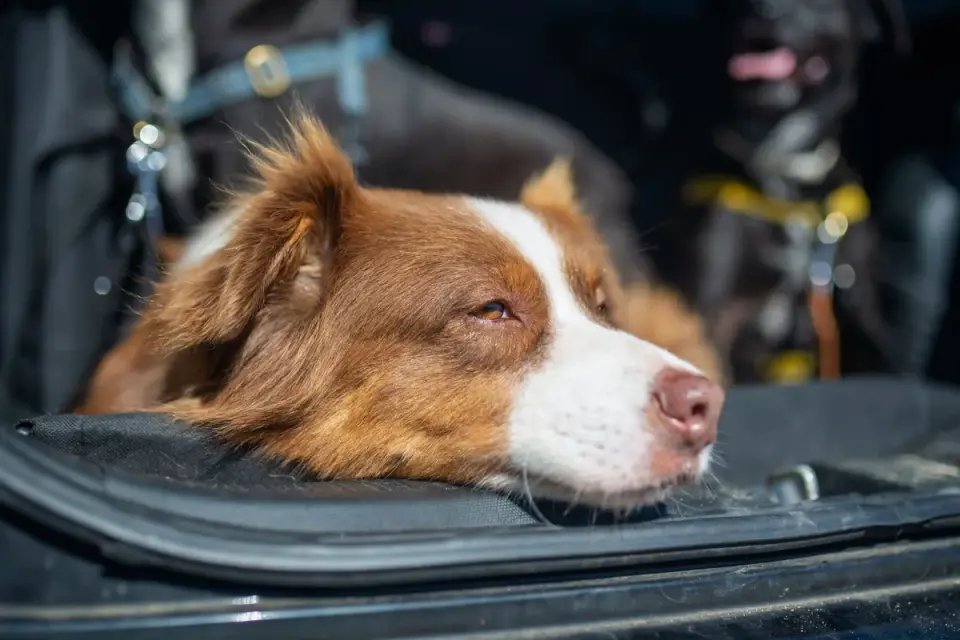 Dog on a road trip