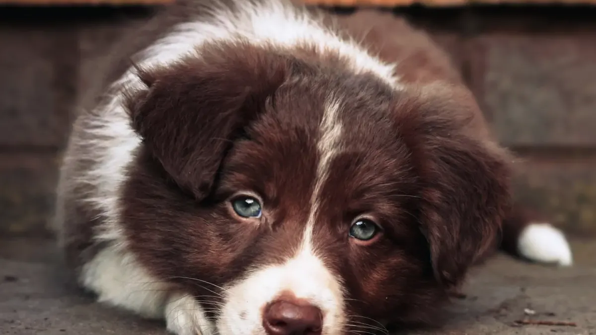 Dog on stairs