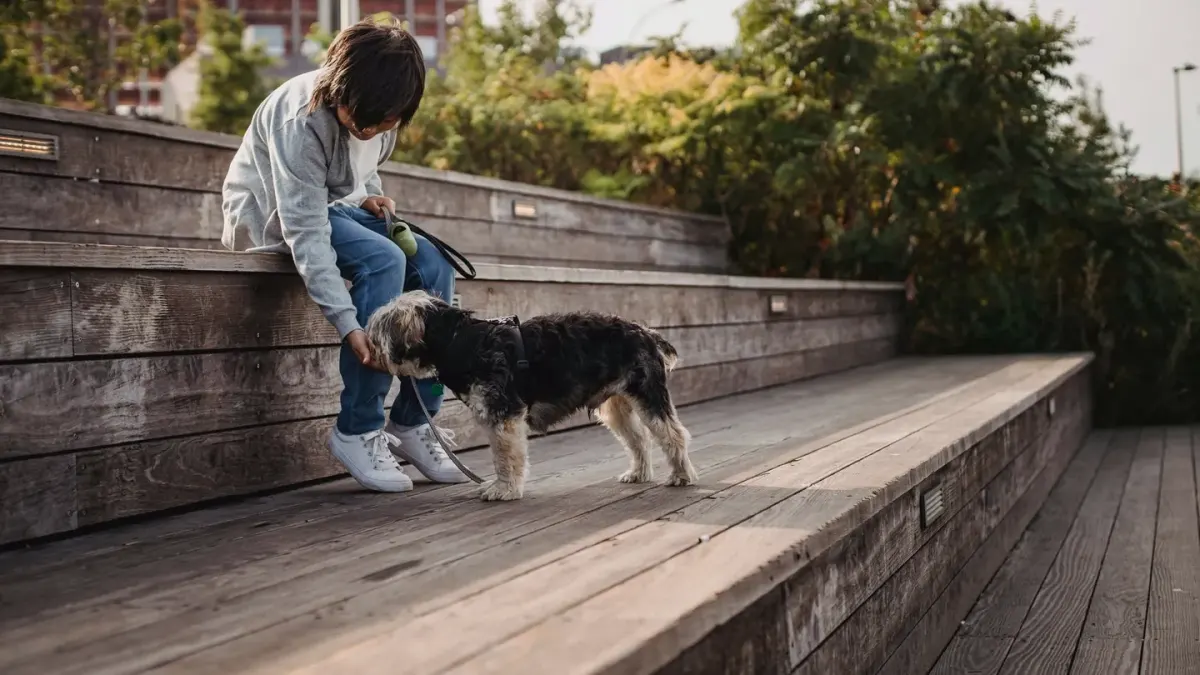 Dog on stairs