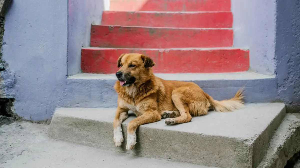 Dog on stairs