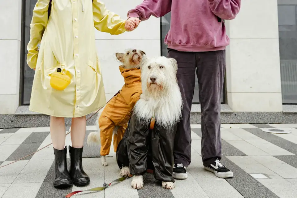Dog owner offering treats to redirect a leashed dog&#x27;s attention on a walk