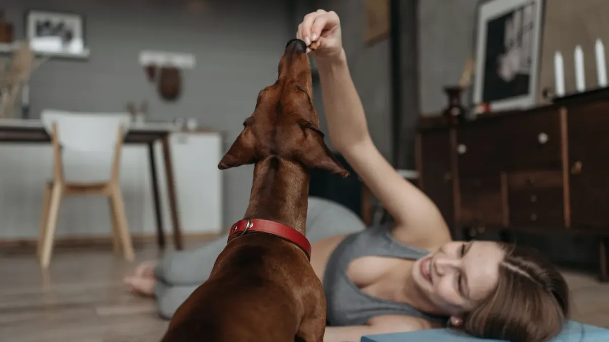 Dog owner preparing a meal