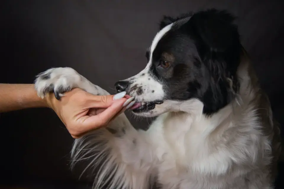 Dog owner preparing a meal