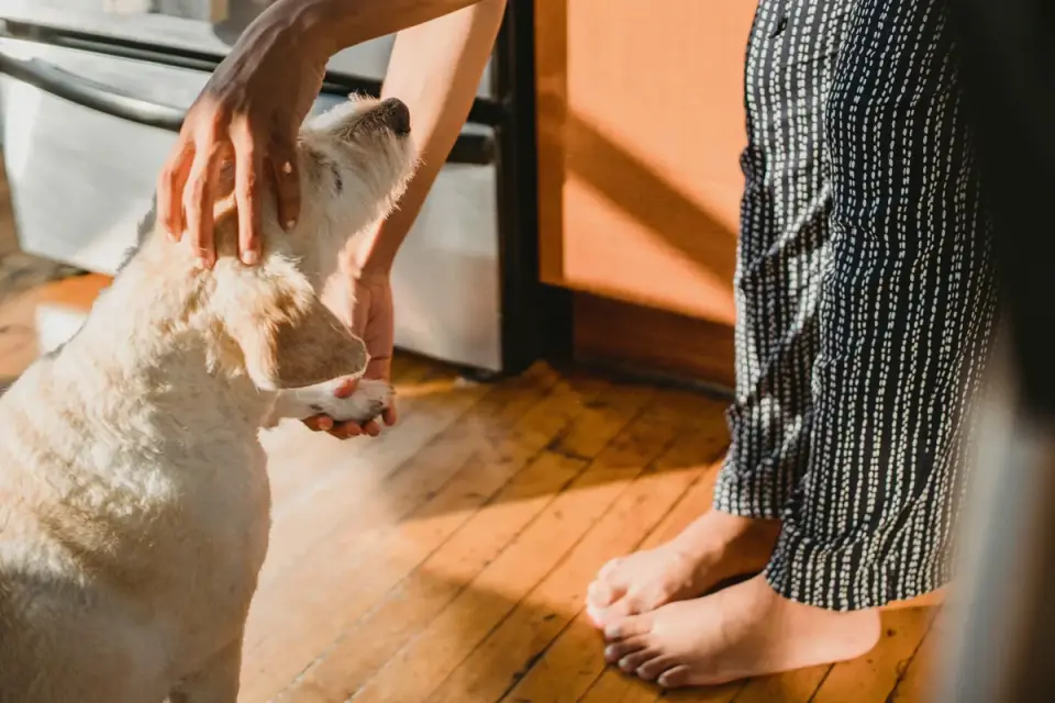 Dog owner reading a joint supplement label at a kitchen counter