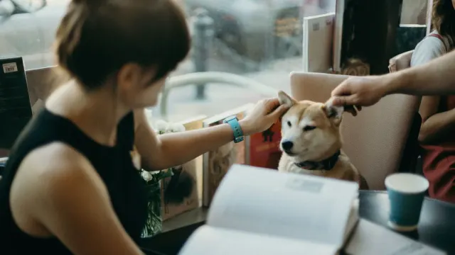 Dog owner reading a supplement label beside an adult dog