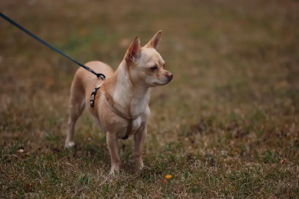Dog owner rewarding a calm dog on a loose leash during a training walk in the park