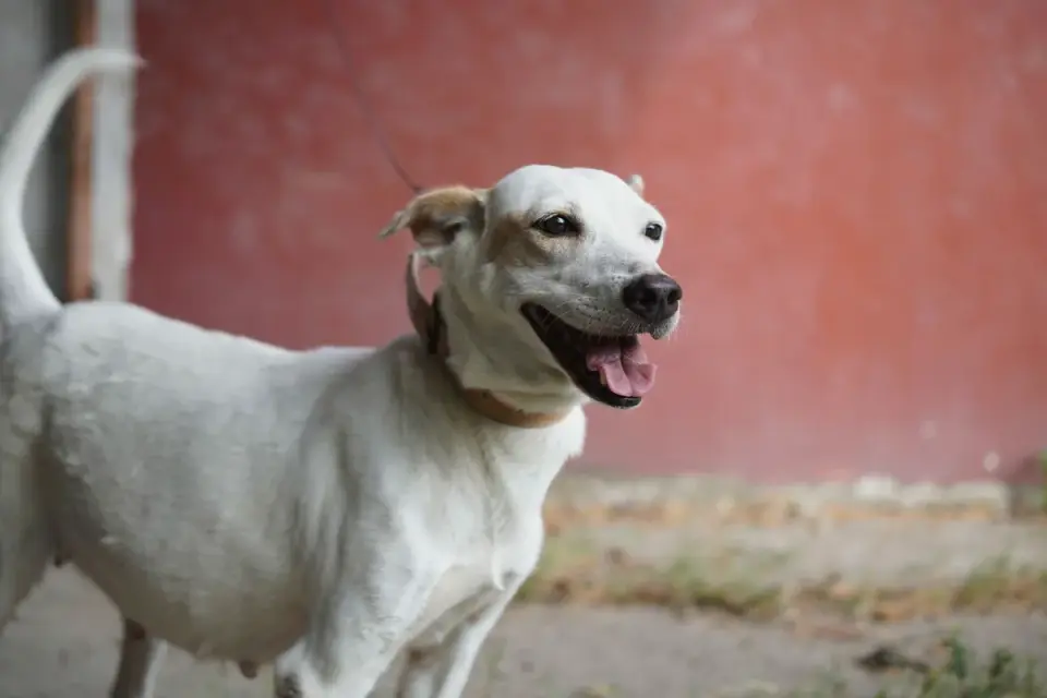 Dog owner using a long leash to guide a dog away from a fence line