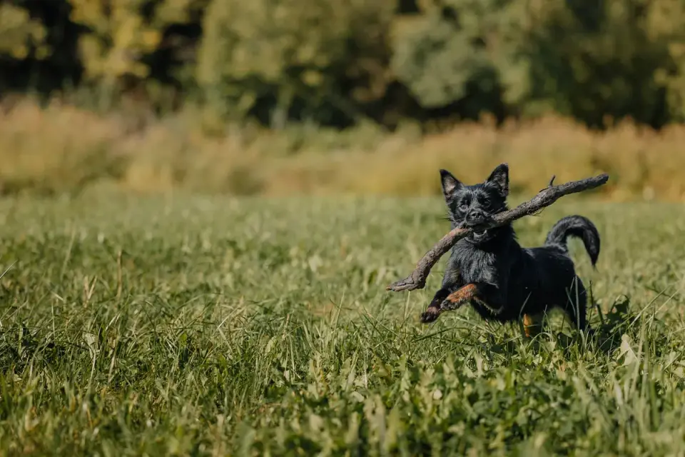 Dog playing fetch