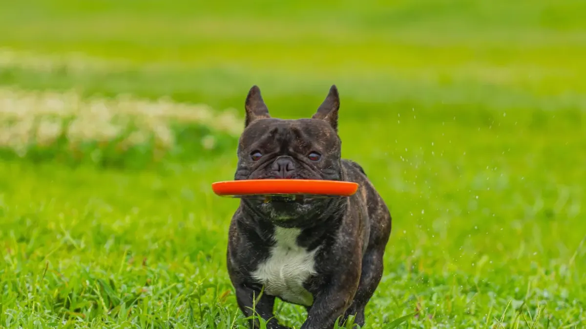 Dog playing fetch