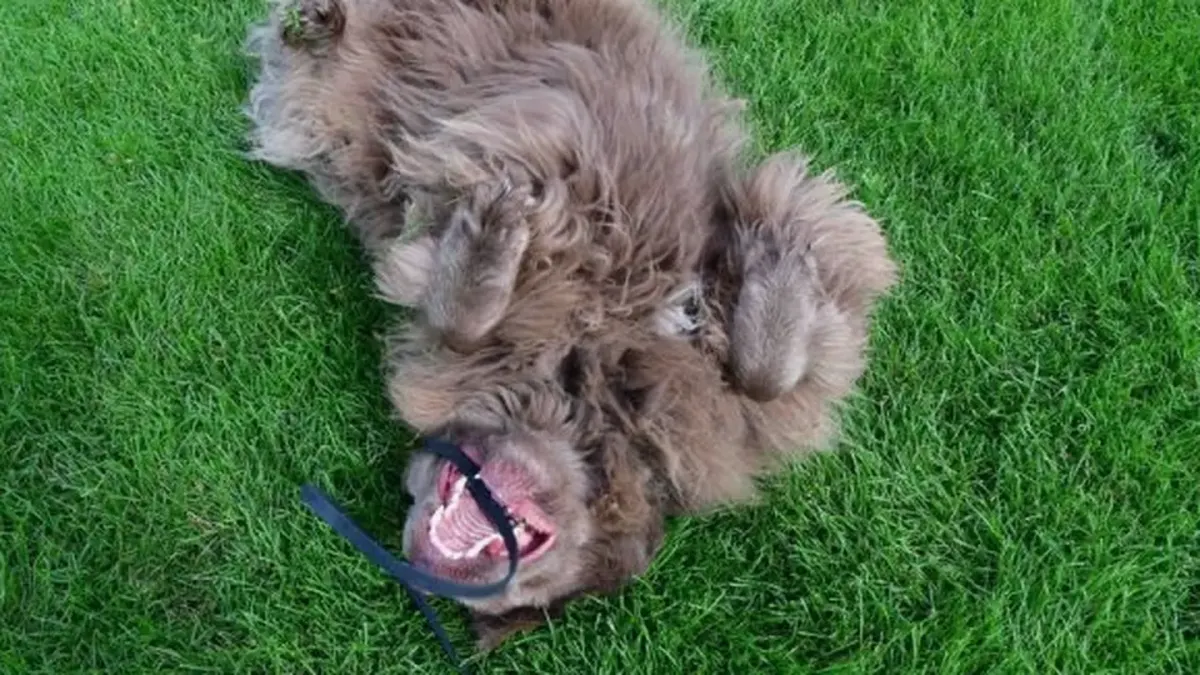 Dog playing outdoors