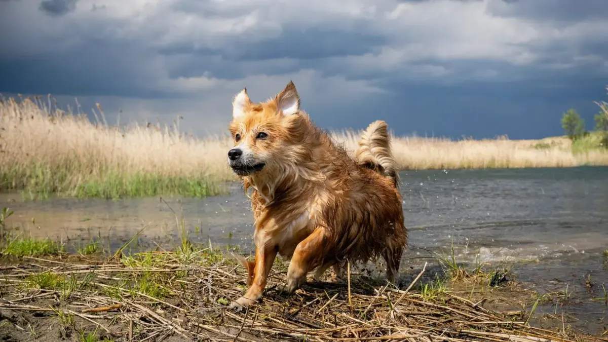 Dog playing outdoors