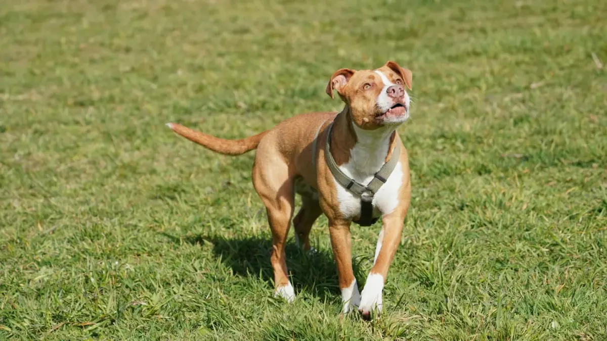 Dog playing outdoors
