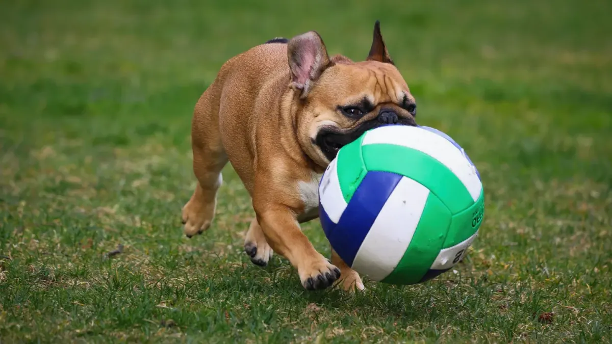 Dog playing with a ball