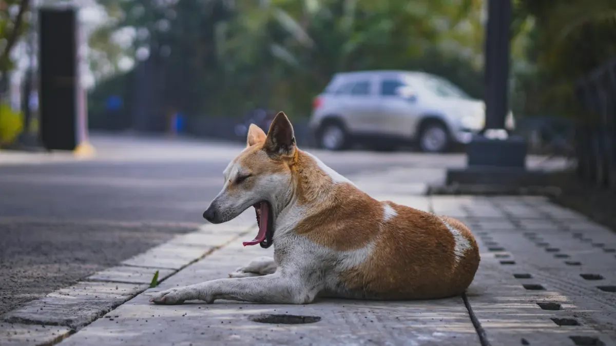 Dog resting after a walk