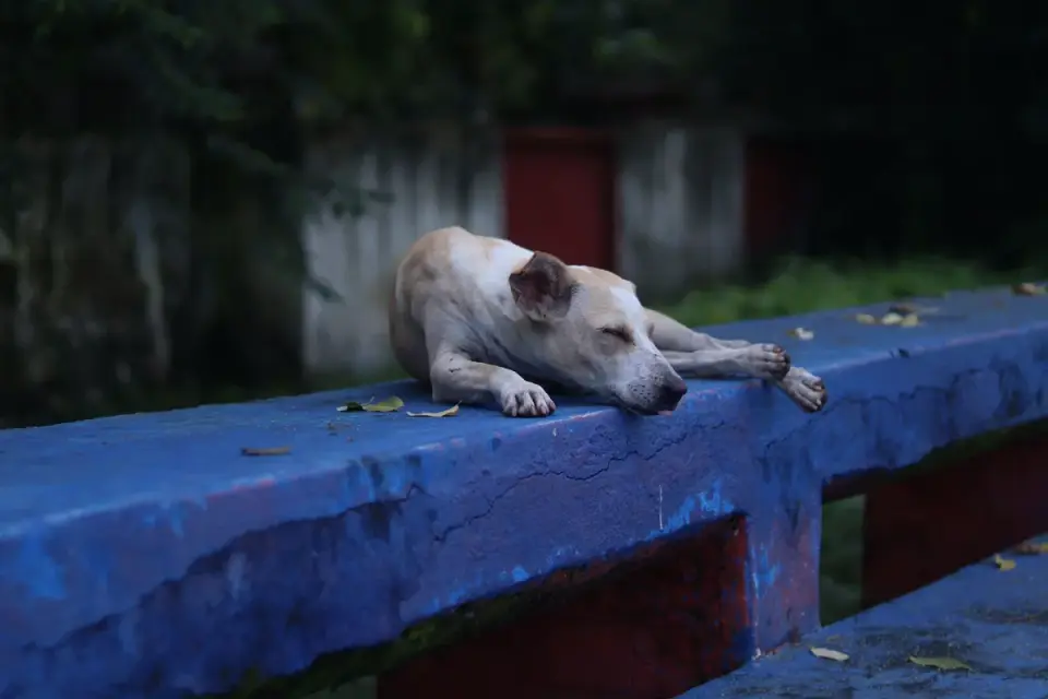 Dog resting after a walk