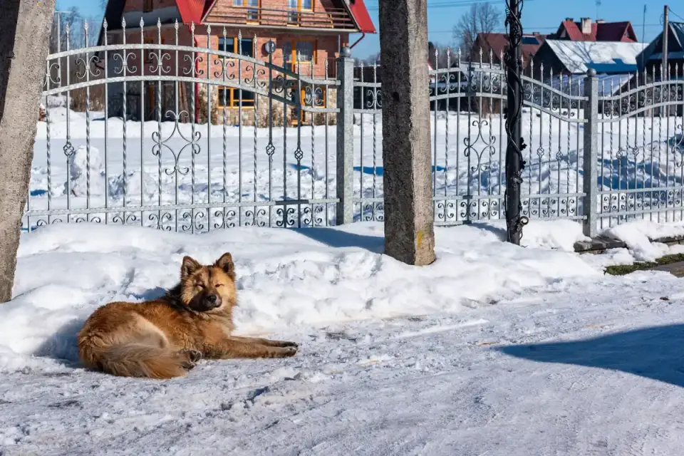 Dog resting after a walk