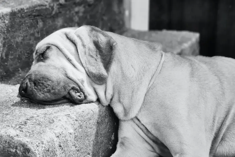 Dog resting after a walk