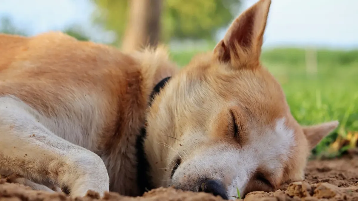 Dog resting after a walk