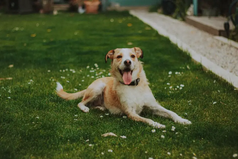 Dog resting after a walk