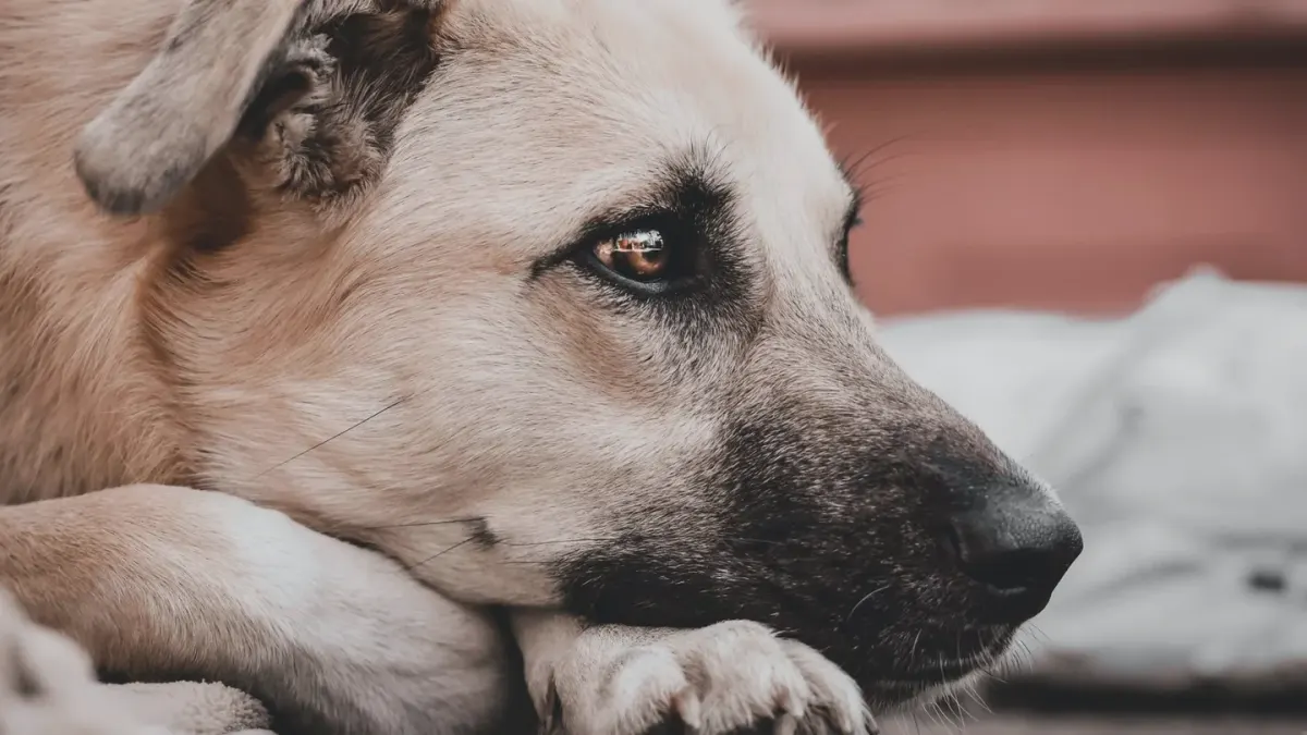 Dog resting after a walk