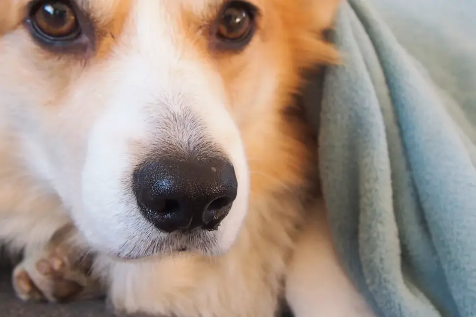Dog resting after a walk
