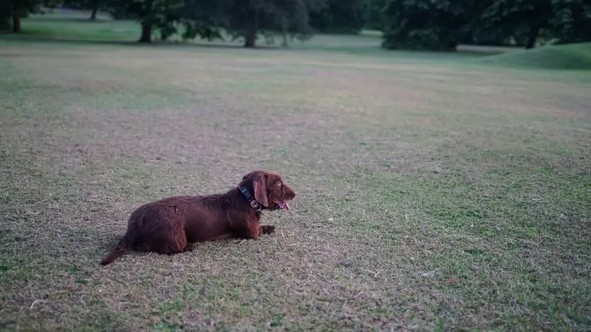 Dog resting after a walk