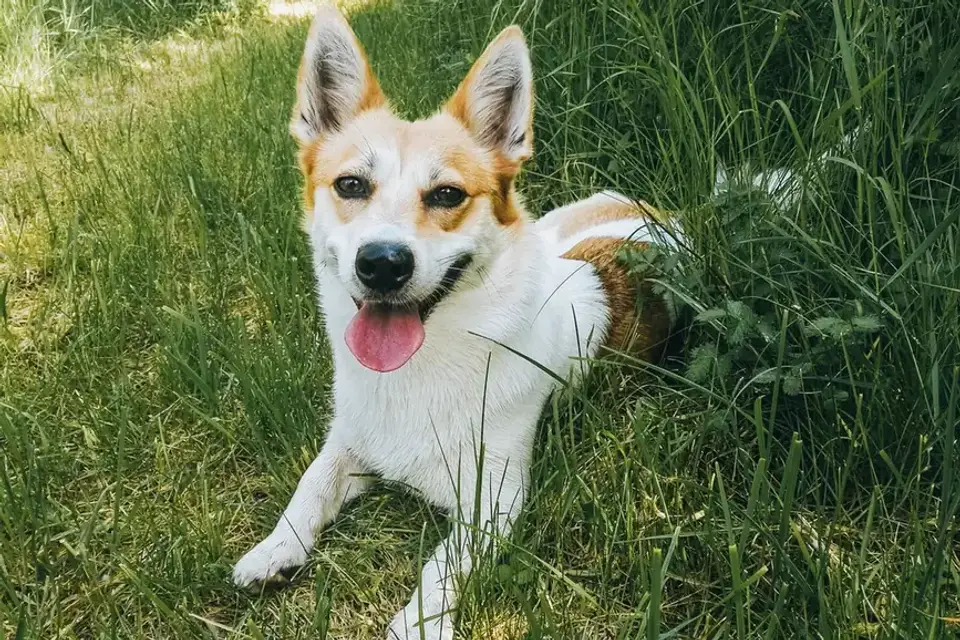 Dog resting after a walk