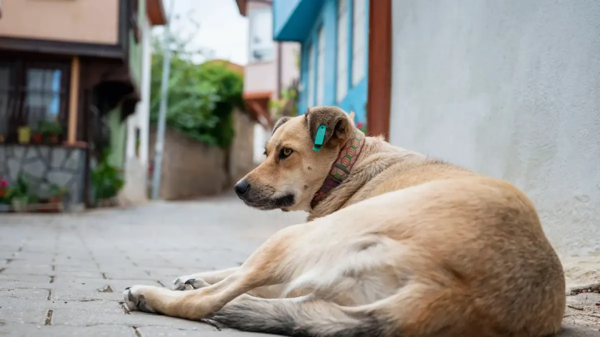 Dog resting after a walk